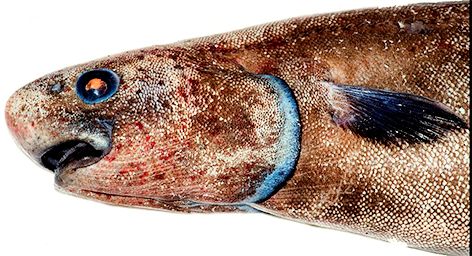 Notacanthus chemnitzii_04.jpg